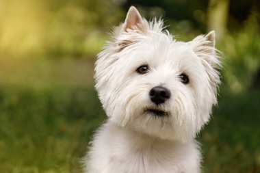 Beyaz kürklü West Highland White Terrier köpeğinin portresi yeşil çimlerin üzerinde oturuyor, tetikte ve meraklı görünüyor..