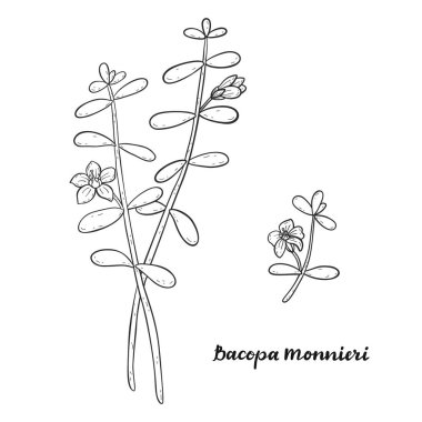 Bacopa monnieri beyaz arka plan üzerinde izole.