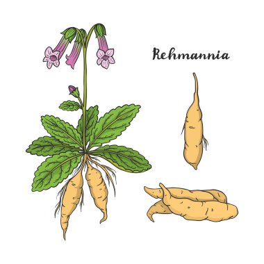 Rehmannia glutinosa (Sheng Di huang).