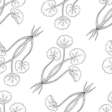 Centella asiatica dikişsiz desen