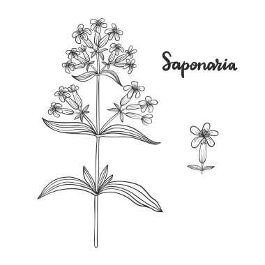 Saponaria officinalis (soapwort) vektör illüstrasyon.