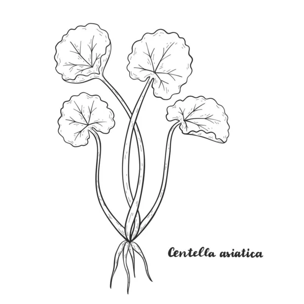 Centella asiatica known as Gotu Kola. — Stock Vector