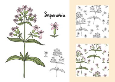 Saponaria officinalis seti (soapwort).
