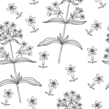 Saponaria officinalis (soapwort) dikişsiz desen. 