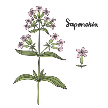 Saponaria officinalis (soapwort) vektör illüstrasyon.
