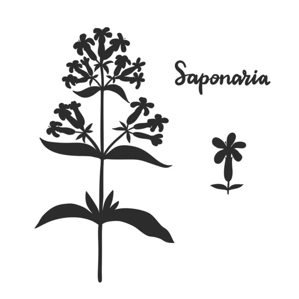 Saponaria officinalis (soapwort) vector illustration. — Stock Vector