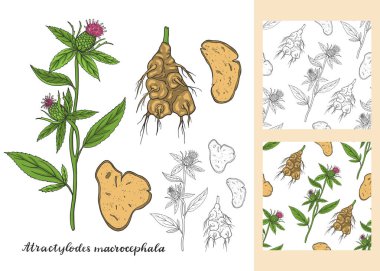 Atractylodes makrosefali sorunsuz desenler ile ayarlayın.