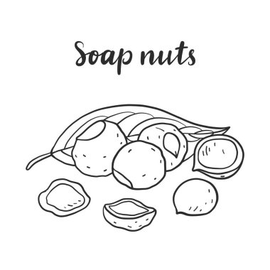 Sapindus mukorossi (sabun fıstığı, soapberry, washnut).