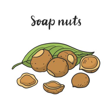 Sapindus mukorossi (sabun fıstığı, soapberry, washnut).