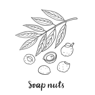 Sapindus mukorossi (sabun fıstığı, soapberry, washnut).