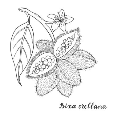 Bixa orellana (annatto, achiote).