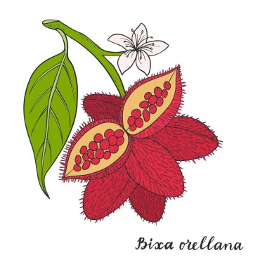 Bixa orellana (annatto, achiote).