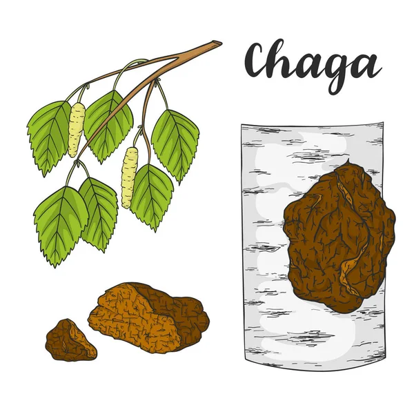 A Chaga gomba (Inonotus obliquus) beállítása. — Stock Vector