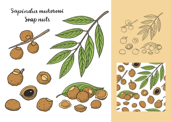 Sapindus mukorossi (szappan dió, soapberry, washnut) szett varrással — Stock Vector