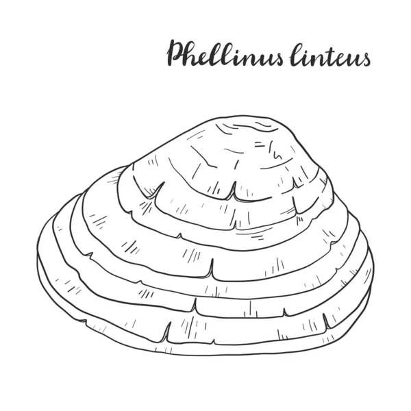 Phellinus Linteus. Ilustrasi vektor . - Stok Vektor