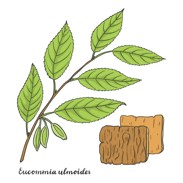 Eucommia ulmoides (Hardy gumifa). — Stock Vector