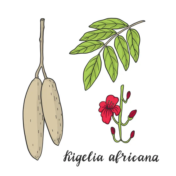 Kigelia africana (albero della salsiccia ) — Vettoriale Stock