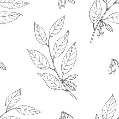 Eucommia ulmoides dikişsiz desen (Hardy Kauçuk Ağacı). 