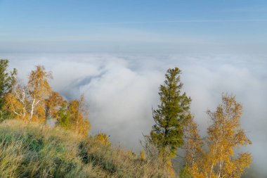 Sibirya 'daki ağaçların altında sabah sisi. Bulut şehri gibi..