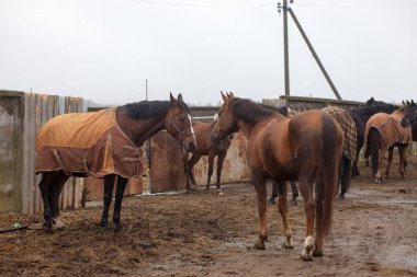 Güzel atlar, hayvanlar, mera, ahır, Binicilik
