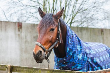 Güzel atlar, hayvanlar, mera, ahır, Binicilik