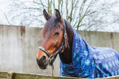 Güzel atlar, hayvanlar, mera, ahır, Binicilik