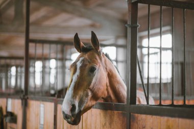 Güzel atlar, hayvanlar, mera, ahır, Binicilik