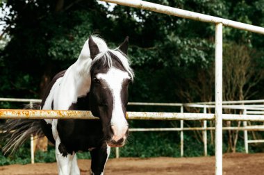 Güzel atlar, hayvanlar, mera, ahır, Binicilik