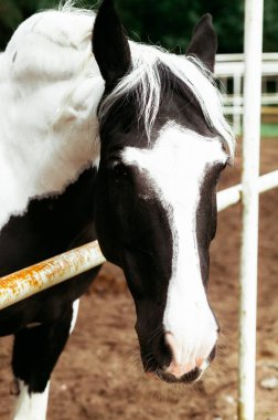 Güzel atlar, hayvanlar, mera, ahır, Binicilik