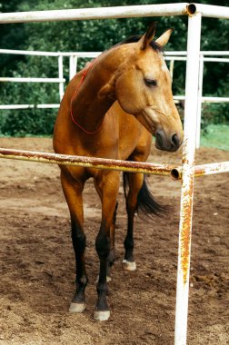 Güzel atlar, hayvanlar, mera, ahır, Binicilik