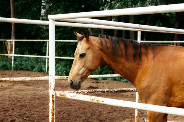 Güzel atlar, hayvanlar, mera, ahır, Binicilik