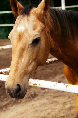 Güzel atlar, hayvanlar, mera, ahır, Binicilik