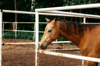 Güzel atlar, hayvanlar, mera, ahır, Binicilik