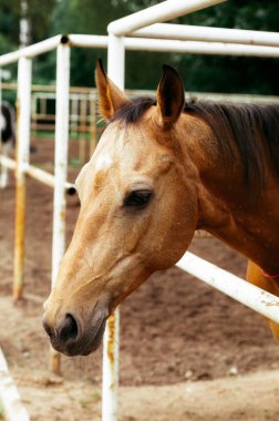 Güzel atlar, hayvanlar, mera, ahır, Binicilik