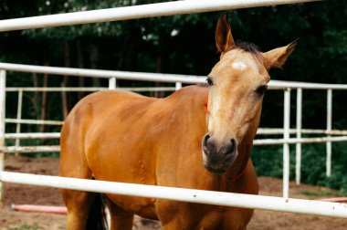 Güzel atlar, hayvanlar, mera, ahır, Binicilik