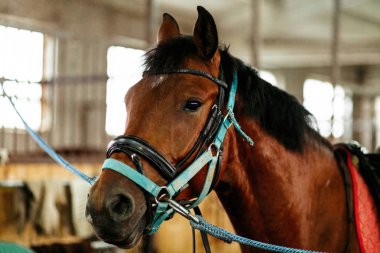 Güzel atlar, hayvanlar, mera, ahır, Binicilik,
