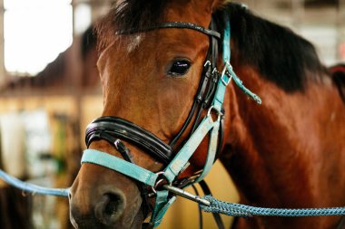 Güzel atlar, hayvanlar, mera, ahır, Binicilik,