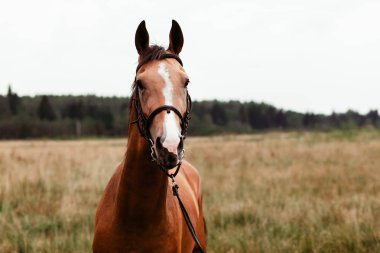 Güzel atlar, hayvanlar, mera, ahır, Binicilik,