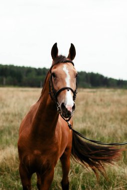 Güzel atlar, hayvanlar, mera, ahır, Binicilik,