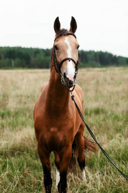 Güzel atlar, hayvanlar, mera, ahır, Binicilik