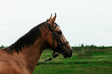 Güzel atlar, hayvanlar, mera, ahır, Binicilik