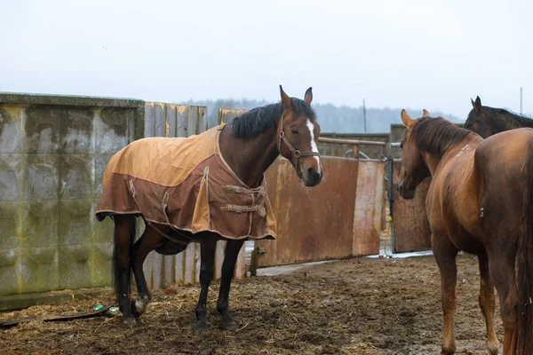 Güzel atlar, hayvanlar, mera, ahır, Binicilik