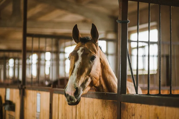 Belos Cavalos Animais Pasto Estábulos Passeios Cavalo — Fotografia de Stock