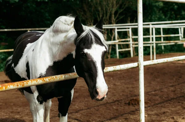 Πανέμορφα Άλογα Ζώα Βοσκότοποι Στάβλοι Ιππασίας — Φωτογραφία Αρχείου