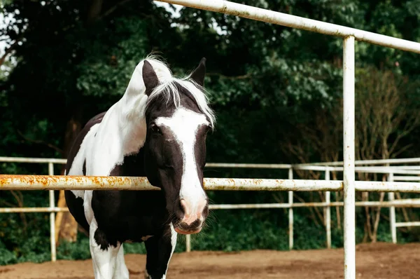 Hermosos Caballos Animales Pastos Establos Paseos Caballo —  Fotos de Stock