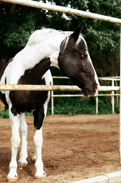 Hermosos Caballos Animales Pastos Establos Paseos Caballo —  Fotos de Stock