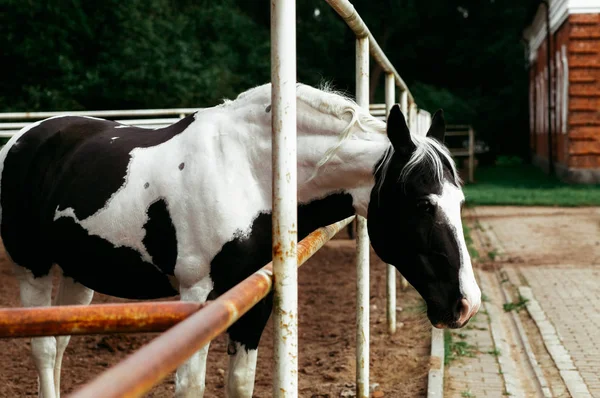 Πανέμορφα Άλογα Ζώα Βοσκότοποι Στάβλοι Ιππασίας — Φωτογραφία Αρχείου