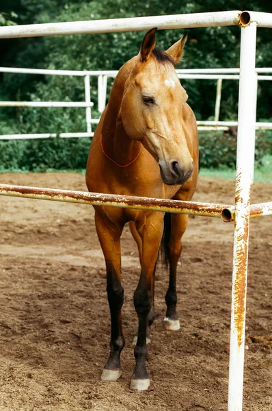 Prachtige Paarden Dieren Weide Stallen Horseback Het Berijden — Stockfoto