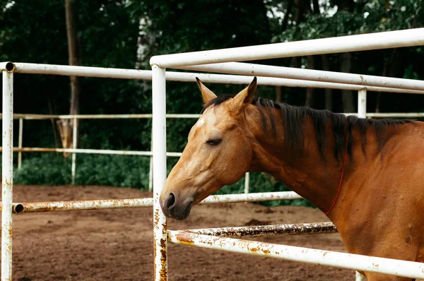 Belos Cavalos Animais Pasto Estábulos Passeios Cavalo — Fotografia de Stock