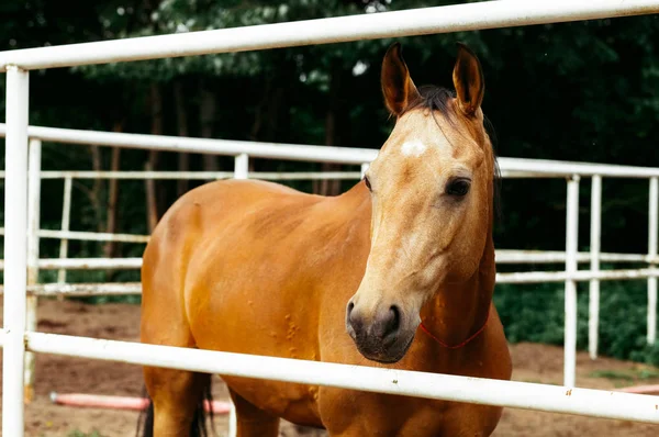 Belos Cavalos Animais Pasto Estábulos Passeios Cavalo — Fotografia de Stock